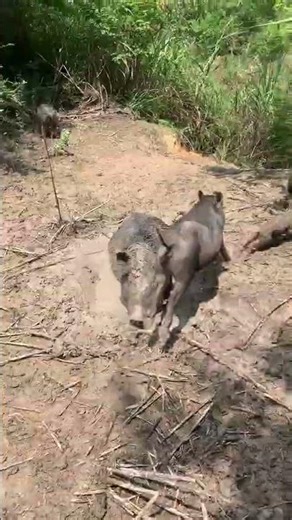 Amazing Wild Boar Piglet Mud 🐗 #warthog #pig #boar #hog #viral #animal #wildpig #wildboar #wildlife