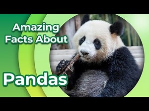 Discover The SHOCKING Truth About Pandas and Their Habitat