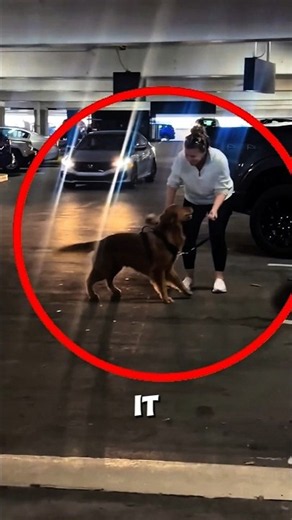 Dog's Reaction to Seeing Owner Again!🐶 #dog