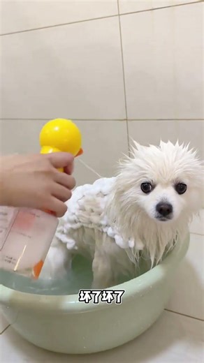 Emergency Potty Break! 😅 My Dog's Little Accidents at Home