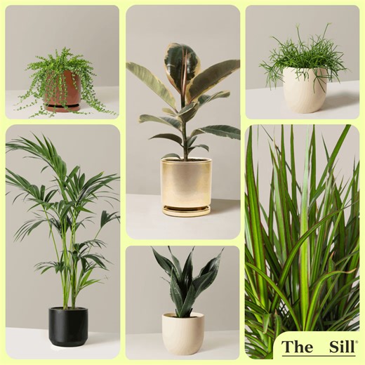 1.5K views · 171 reactions |  Summer just got greener. Check out The Sill’s newest houseplants — fresh picks you won’t want to miss. | The Sill | Facebook