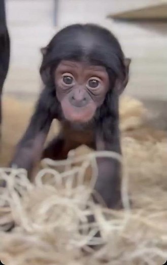 The Cutest Baby Monkey You'll Ever See – So Tiny and Adorable!