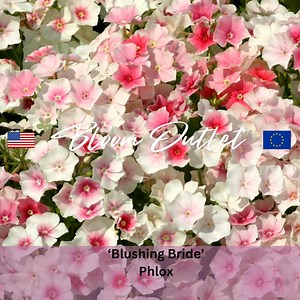Phlox Seeds - BLUSHING BRIDE, Antique Blush Flowers, Fragrant & Easy to Grow, Perfect for Bouquets, Annual Cottage Garden Borders - Etsy