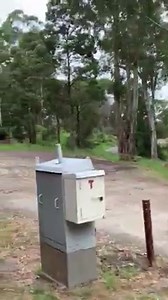 9.1K views · 237 reactions | When the main attraction of a Puffing Billy ride is an AU Falcon  | Fans of Falcon | Facebook