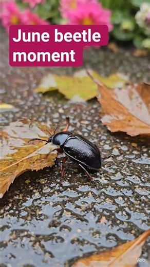Summer sounds in one bug