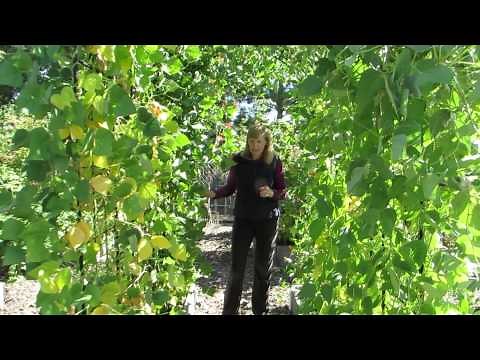 How to grow pole beans on a trellis