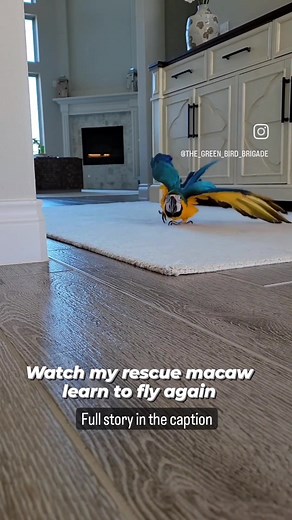Rebuilding Trust: Teaching a Blue and Gold Macaw to Fly Again