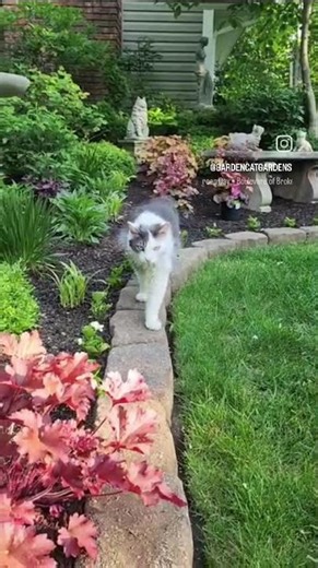 Garden Cat Gardens Bonnet #cat,#cats,#catlife