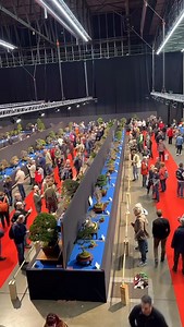 Europe's biggest bonsai show🏆 The Trophy Bonsai Show is considered Europe’s most prestigious bonsai exhibition, held annually in Belgium. It features world-class bonsai displays, expert demonstrations, and a vibrant marketplace for enthusiasts and collectors🇧🇪 🎥Video credit @elden_bonsai #bonsaieurope #bonsaishow #bonsaiexpo #bonsaibelgium #bonsaisociety | Bonsai Society