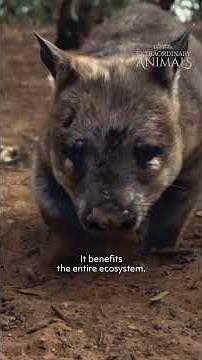 Extraordinary Animals: Wombat