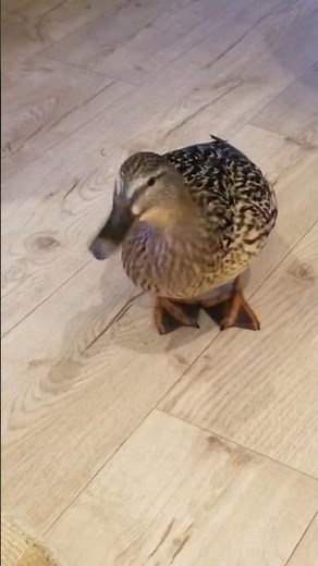 Wild duck enters home before pooping everywhere