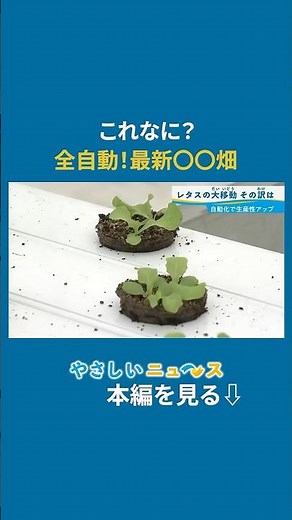 A Moving Lettuce Field? [Latest Smart Agriculture]