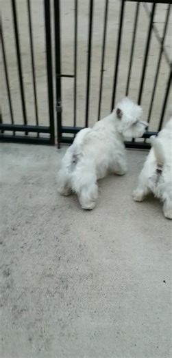 Every time a dog passes by our house walking with the owner and Nico doesn't know the dog, he barks and barks 📣📣📣...he's telling the owner: "come here, get closer, I want to meet your dog"! | PEBBLES_The Westie