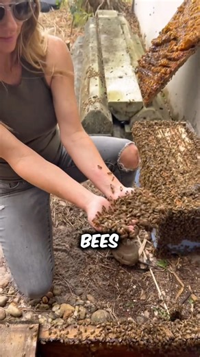 Why She Touches Bees with Bare Hands