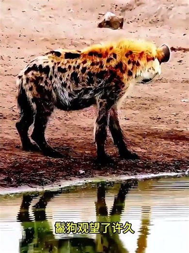 母獅突襲鬣狗，草原上演生死對決！ #神奇動物在抖音 #動物世界 #動物的迷惑行為 #獅子 #鬣狗