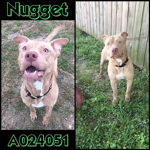 1.6K views · 50 reactions |  Nugget has a wiggle butt! Nugget has a...