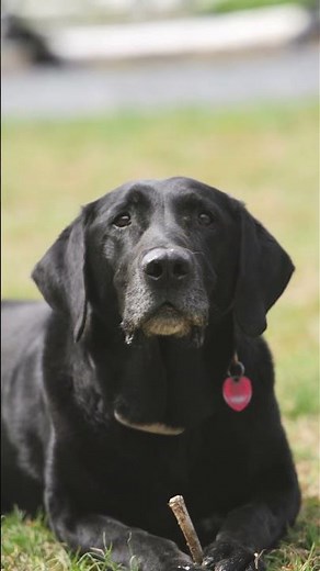 Labrador retriever | Facts about Labrador retriever in English | Fun fact about dog | Cute dog