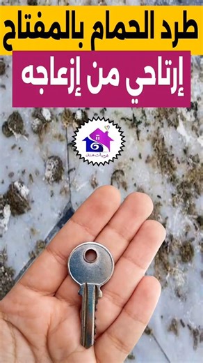 Get rid of pigeons permanently without harming them.