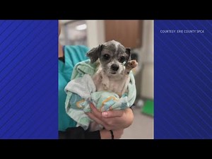 Rescued dog recovering at SPCA