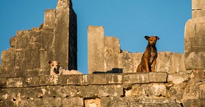 Quels liens la civilisation maya entretenait-elle avec la nature et les animaux?