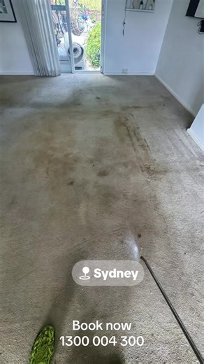 #steam #brothers #sydney #cockroach #carpetcleaner