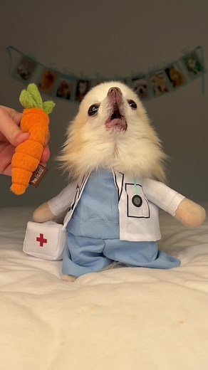 Chihuahuas Howling to the Vegetable Song 🎶