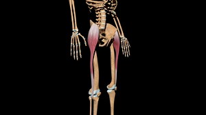 322 Tensor Fasciae Latae Stock Video Footage - 4K and HD Video Clips | Shutterstock