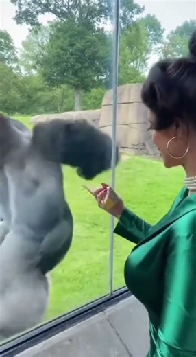 Emerald Diva Poses at Zoo – Gorilla Blasts Diarrhea All Over the Glass!” 🦍💚💦
