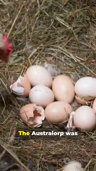Australorp: Eggs, Temperament, Care #Australorp #ChickenCare #BackyardChickens #Poultry#Homesteading