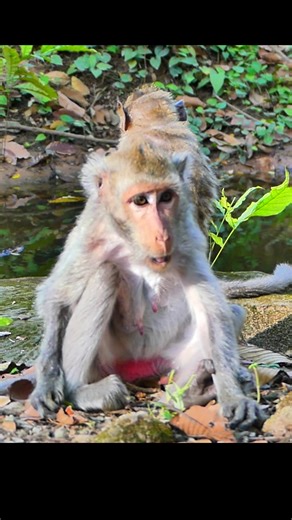 13 reactions | Jade with a little explorer - lovely moment 珞 | Monkey Moments 101 | Facebook