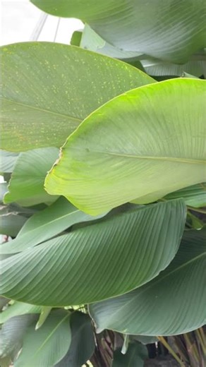Relaxing ASMR Wind & Moving Leaves 🍃 | Nature Sounds