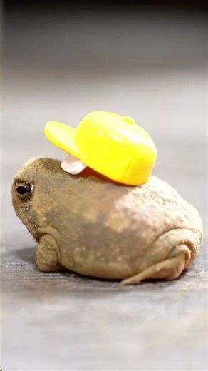 Cute Frog With Hats #animalshorts #cuteanimals #frogs #frogshorts #amphibians #funnyfrogs