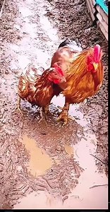 chicken love | The Deals