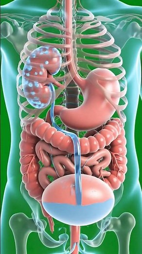 Water Digestion Process Explained
