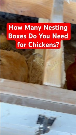 How Many Nesting Boxes Do You Need for Chickens?