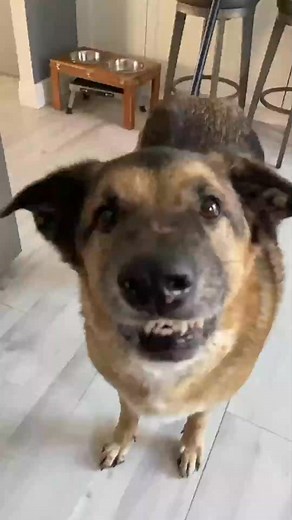 1.1K views · 130 reactions | King Django will take care of any unwanted timbits thrown your way @Tim Hortons #timhortons #timbits | Helen R. Brown | Facebook