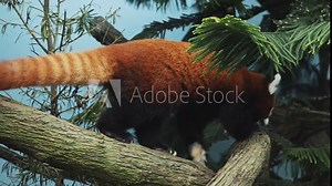 red panda, Ailurus fulgens, also called the lesser panda and the red cat-bear walking on a tree. Wild animal in natural habitat. Singapore zoo. Wildlife mammal animals. Singapore zoo. Cute little bear