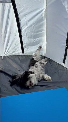 #bichon #havanais #happy #dog #tent #weekend #funny #doglife #youtubeshorts #cute #dogshorts
