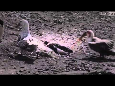 Penguin vs Giant Petrel - A violent death in Antarctica.