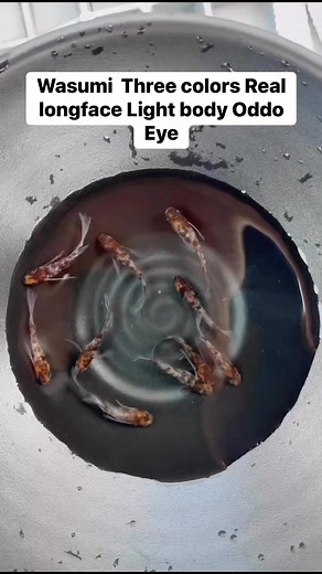 #Wasumi Three colors Real longface Light body Oddo Eye##Chinese Medaka Export#Japanese Medaka Export# Killifish Export#Oryzias latipes Export#Chinese Medaka Minimum Orders：5box （Mix）#Japanese Medaka Minimum Orders：6pcs #Whatsapp： 86-1350210903 | Golden Panda Medaka