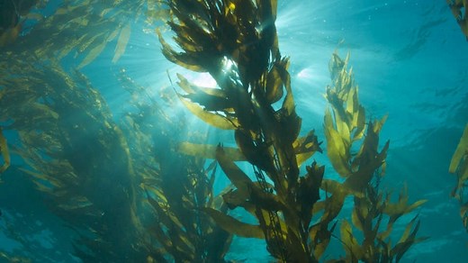 Growing Kelp In Aquarium: Healthy Solutions For Hydroponic Growers | In House Farmer