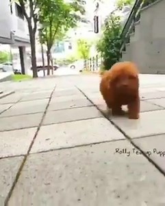 16K views · 43 reactions | Onze PUP BUDDY™ gaat viraal! Ontdek onze PUP BUDDY™ met 50% KORTING! Klik snel voordat actie voorbij is  https://bit.ly/3bQsoz6 | Shapewear review | Facebook