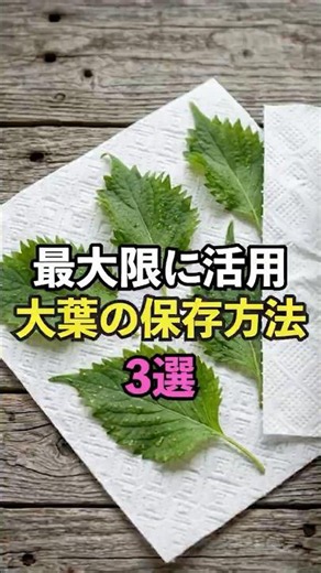 [Storage Hacks!] 3 Ways to Keep Shiso Fresh That Greengrocers Don't Want You to Know!