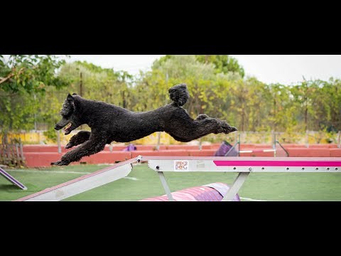 Poodle Agility Open Naomi & Natalia Diskou - Clear run