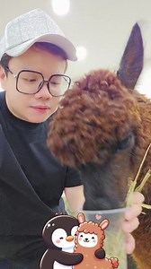 🇲🇾 JB First Alpaca Café in JB Da Little Farms Austin 新山AUSTIN第一家羊驼咖啡馆 The 1st Shiba Cafe in Malaysia #GrassMudHorse #草泥马 #alpaca #羊驼 #liama #奥斯汀山 #austin #打卡餐厅 #jbfoodie #foodiesg #刺猬 #hedgehog #臭鼬 #skunk #meerkats #greyparrot #goldenparakeet #shibacafe #1stalpacacafeinJB #alpacajbaustin Shi-ba Cafe | Bibipew
