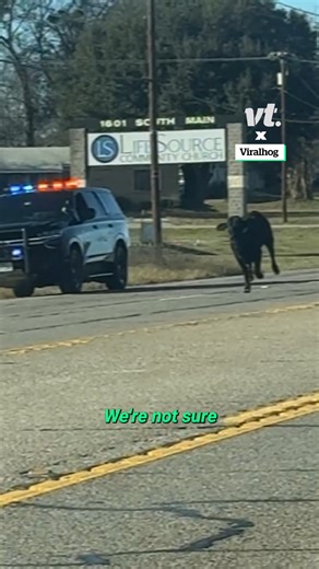 Sirens on the highway for one very determined cow. Was it a jailbreak from a nearby farm, a wrong turn at pasture, or a protest against rush-hour traffic? Whatever the reason, this cow had places to be, rules to break, and absolutely no interest in pulling over. Freedom looks surprisingly fast on four hooves. 🐄🚓 🎥: ViralHog #cow #funny #policechase | VT