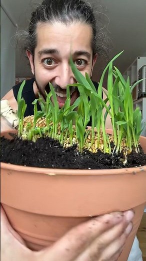 How to Grow Corn 🌽 creative explained