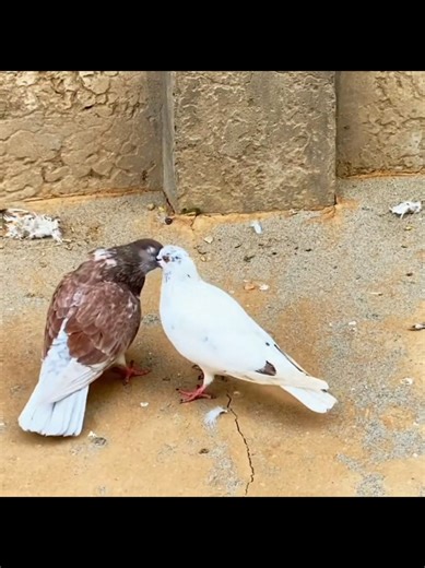 How to Create a Pigeon Cage at Home