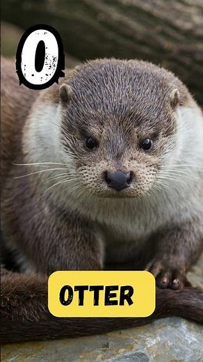 🌊 ABC River Animals Song for Kids | A to Z Phonics & Alphabet Learning | UZR Learning
