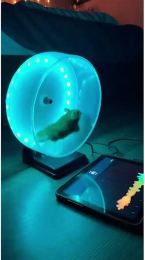 A Hamster's Wheel Syncs with Flashing Lights.